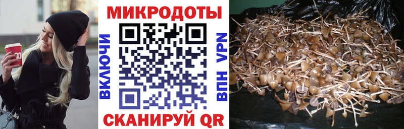 Псилоцибиновые грибы Psilocybe  закладки  Хилок 