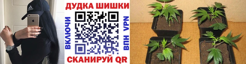 купить наркотик  Хилок  blacksprut ссылки  Каннабис THC 21% 